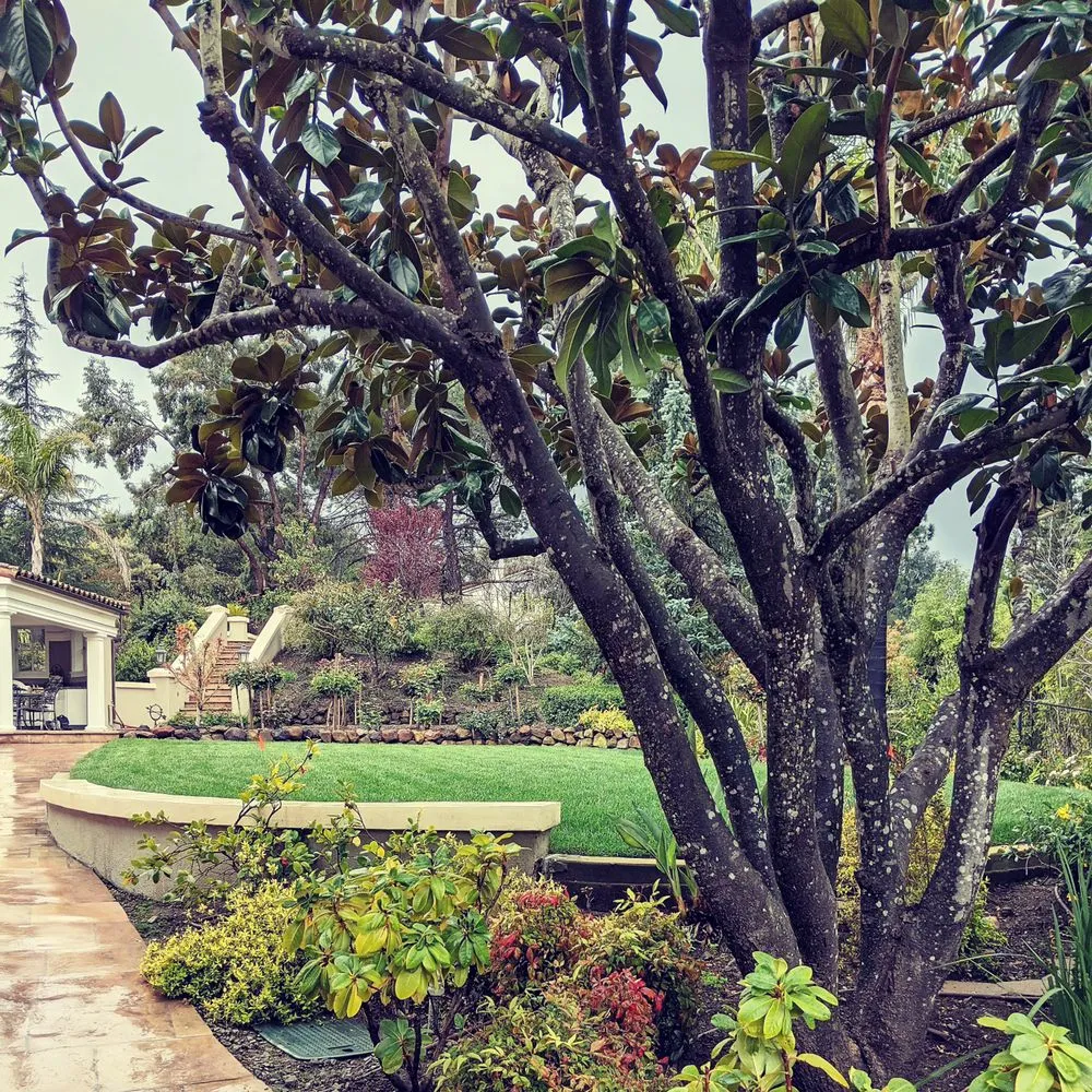 Expert yard maintenance in Campbell, CA by Rodriguez Home Services