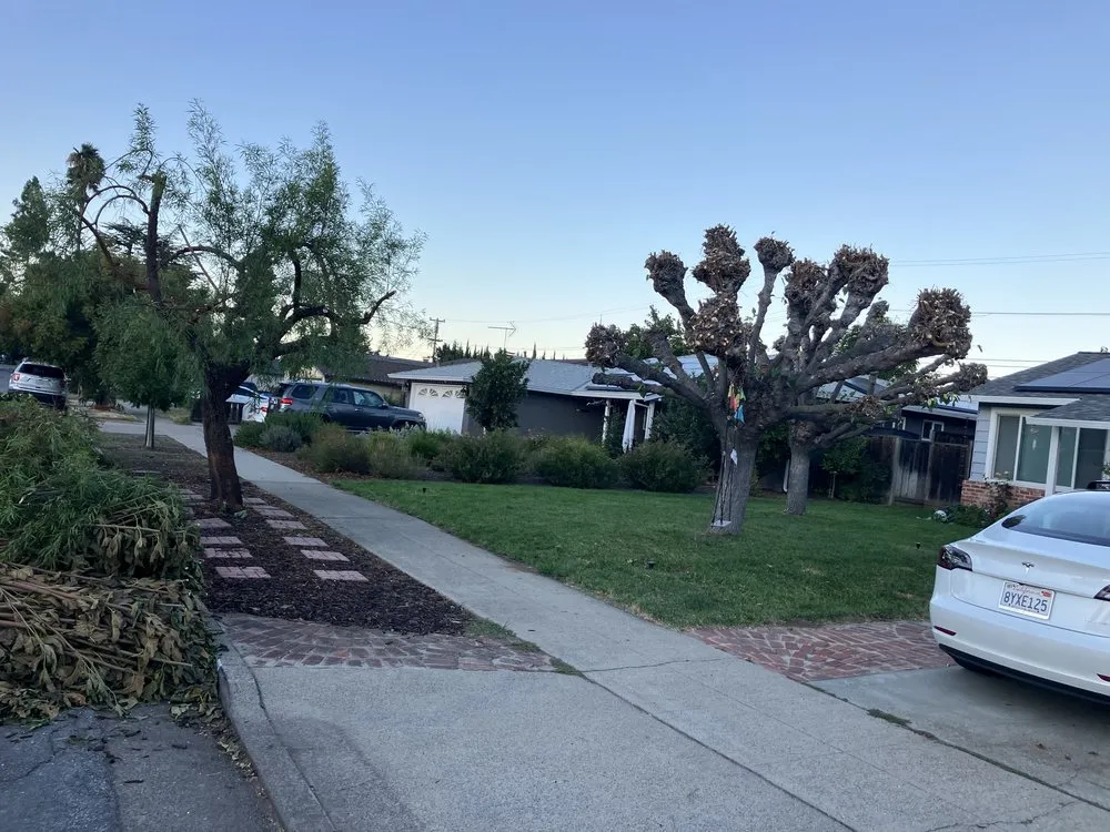 Top-rated lawn care service experts serving Campbell, CA - Rodriguez Home Services