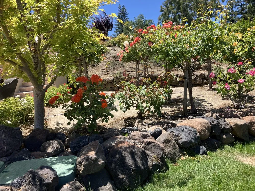 Local yard maintenance for homes in Campbell, CA by Rodriguez Home Services