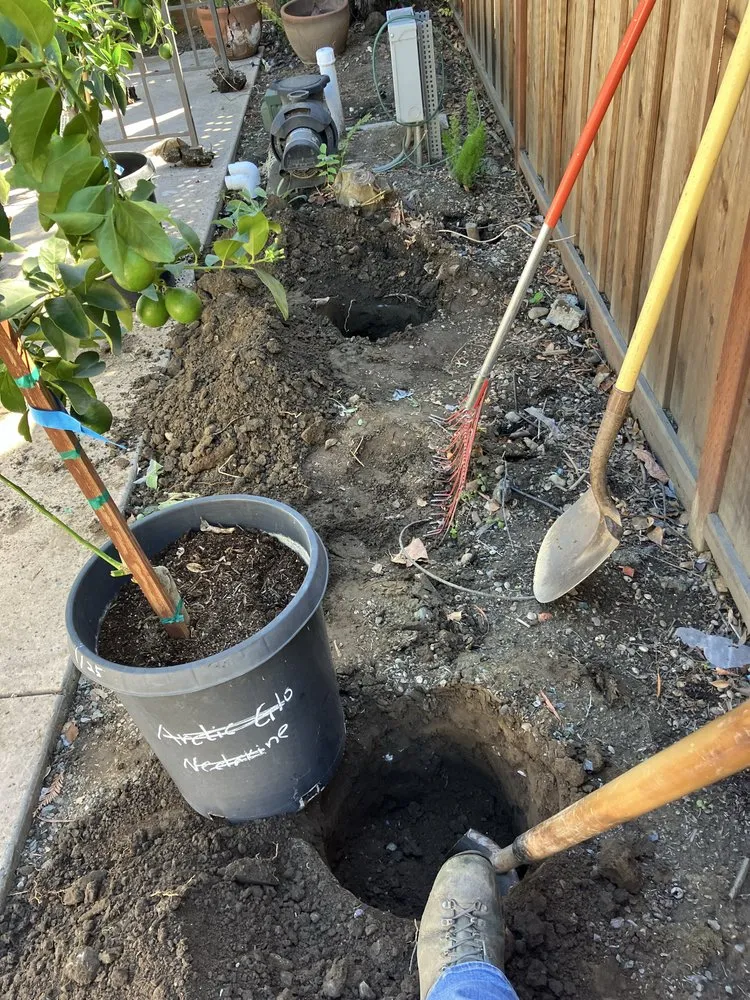 Local yard cleanup service for residential properties in Campbell, CA by Rodriguez Home Services