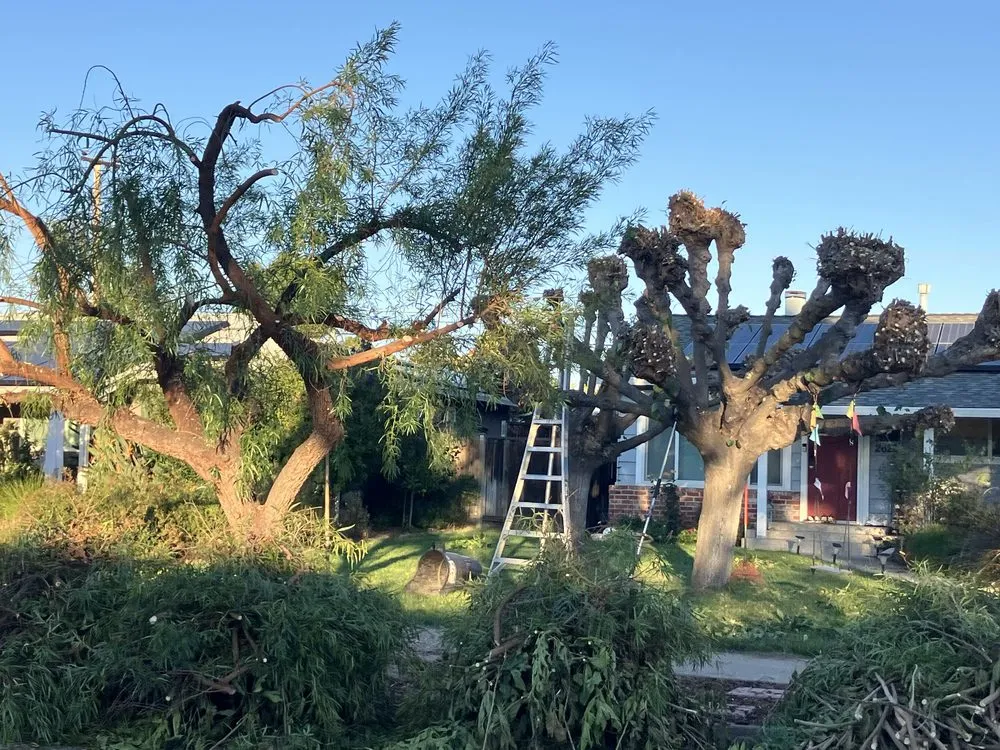 Trusted lawn care service near you in Campbell, CA by Rodriguez Home Services