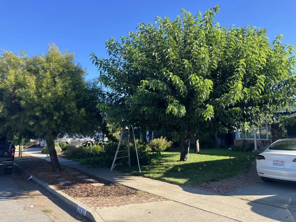 Trusted lawn mowing service for homes across Campbell, CA - Rodriguez Home Services