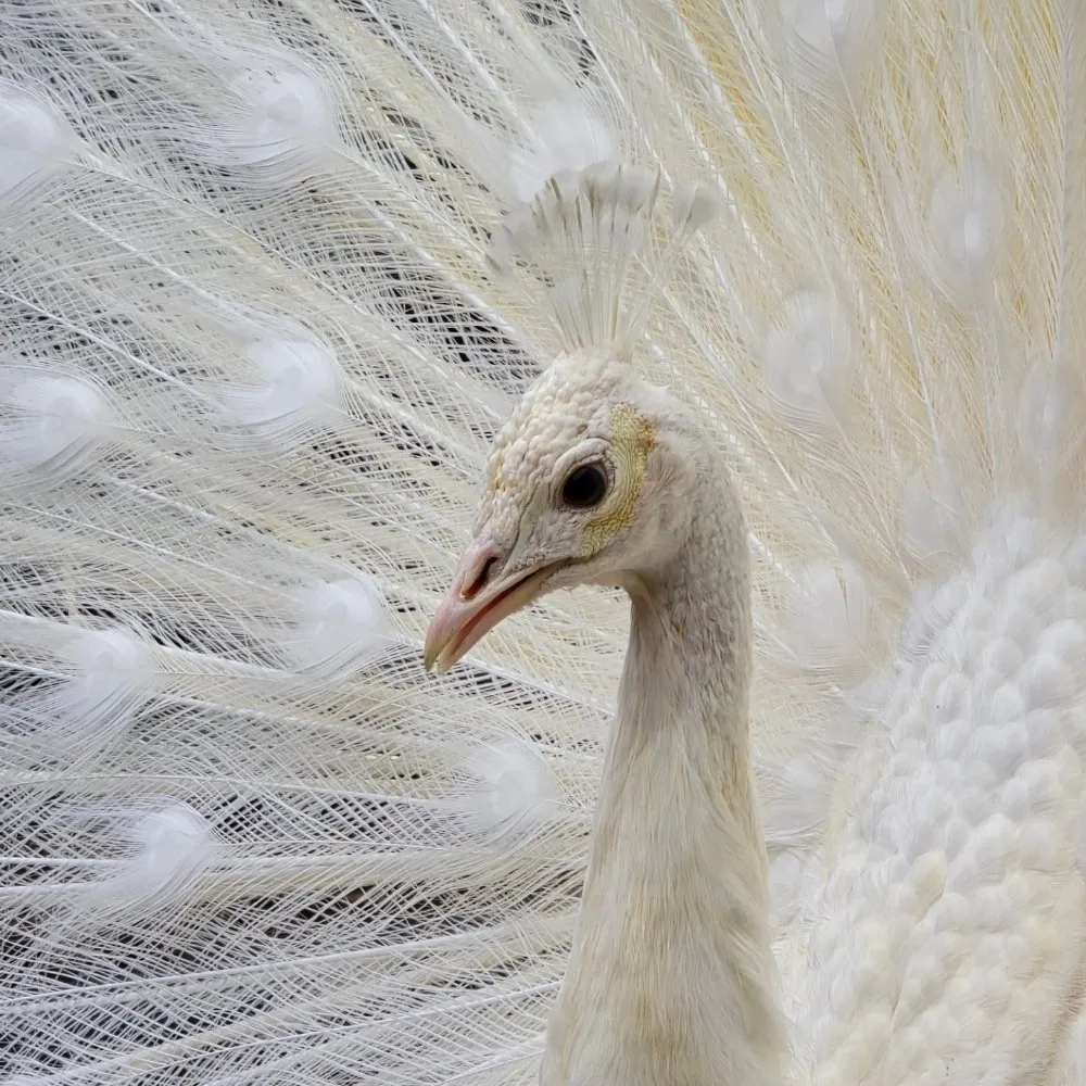 Professional landscape design in Knoxville, TN - Rodriguez Land Management