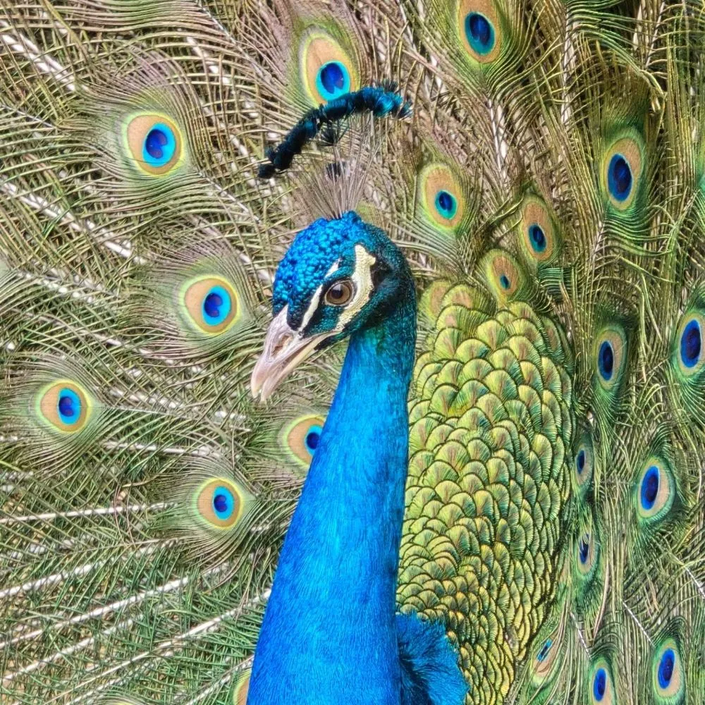 Professional lawn mowing service in Knoxville, TN by Rodriguez Land Management