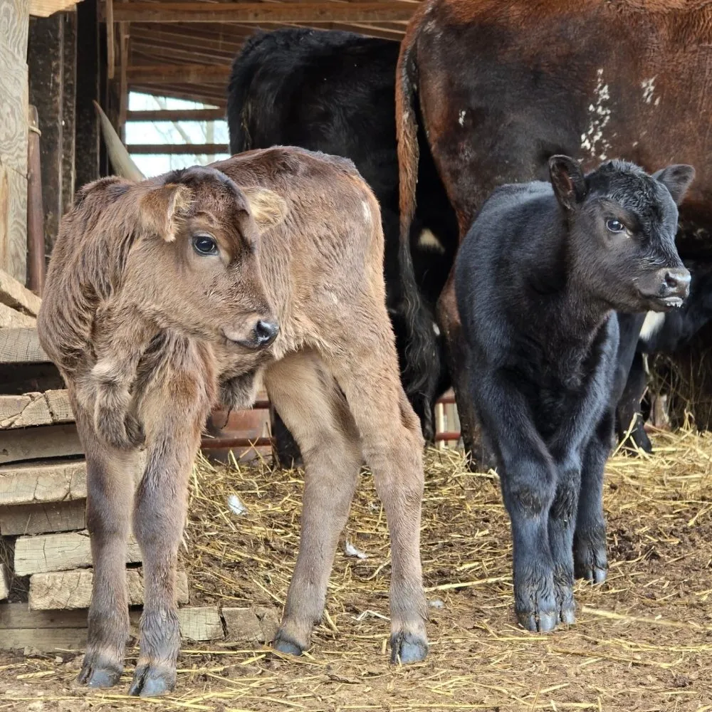 Affordable garden landscaping experts serving Knoxville, TN - Rodriguez Land Management