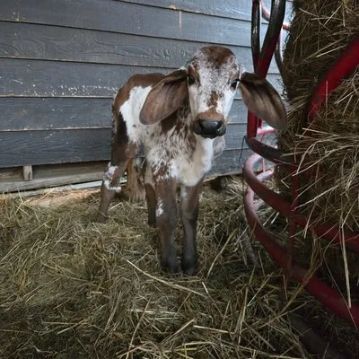 Rodriguez Land Management Logo