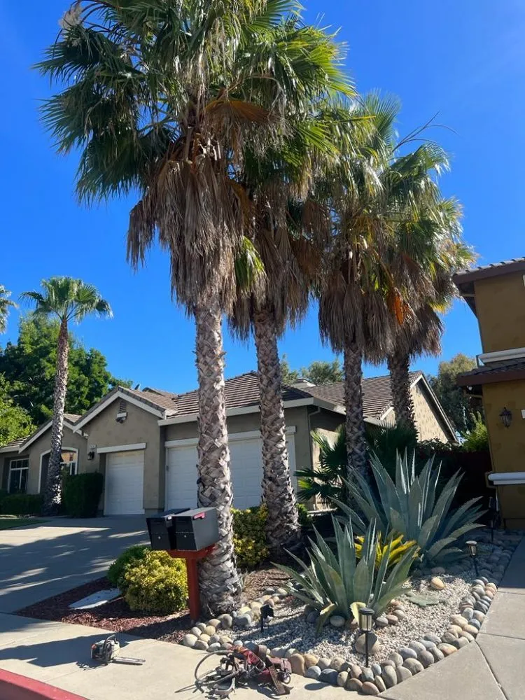 Reliable lawn care service near you in Brentwood, CA by Rodriguez Landscape And Tree Services