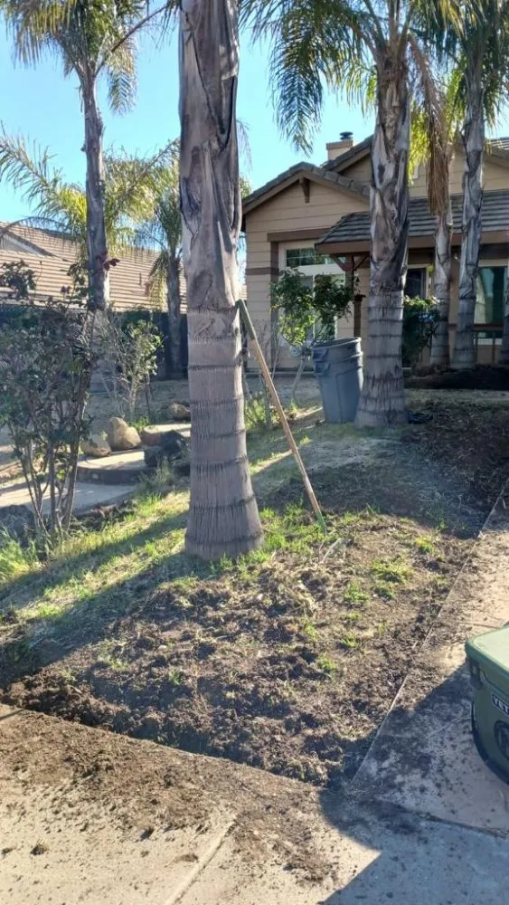 Top-rated yard cleanup service in Brentwood, CA - Rodriguez Landscape And Tree Services