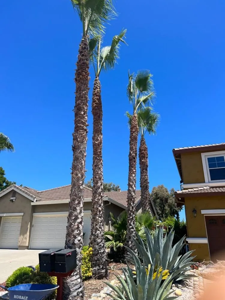 Trusted outdoor landscaping for outdoor upgrades across Brentwood, CA - Rodriguez Landscape And Tree Services