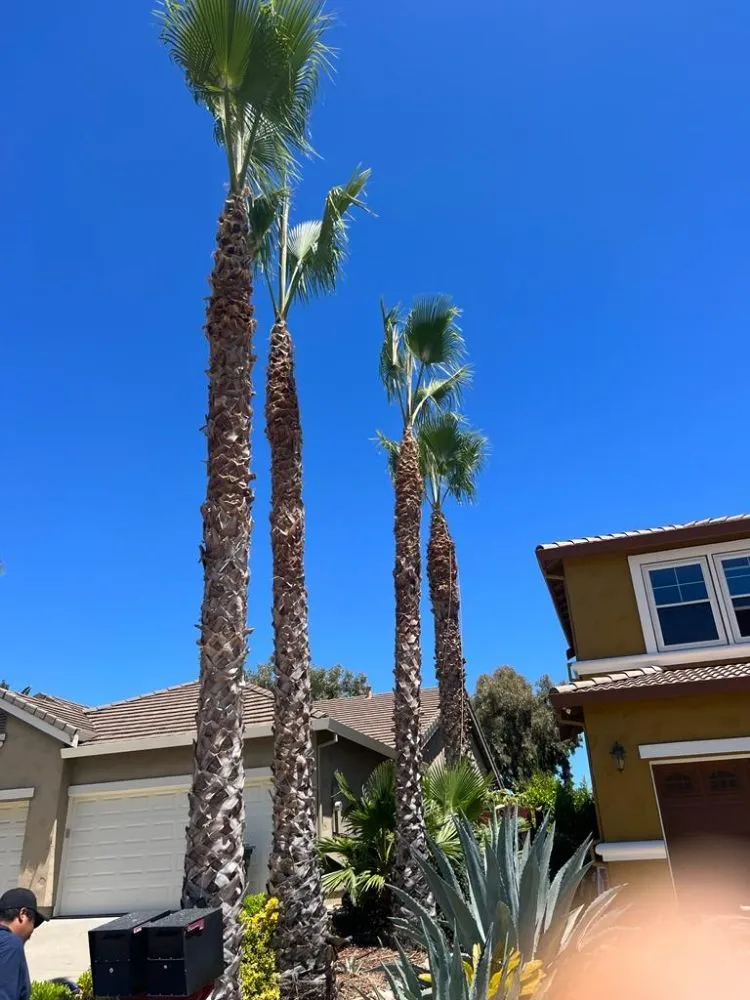 Custom landscape design in Brentwood, CA - Rodriguez Landscape And Tree Services