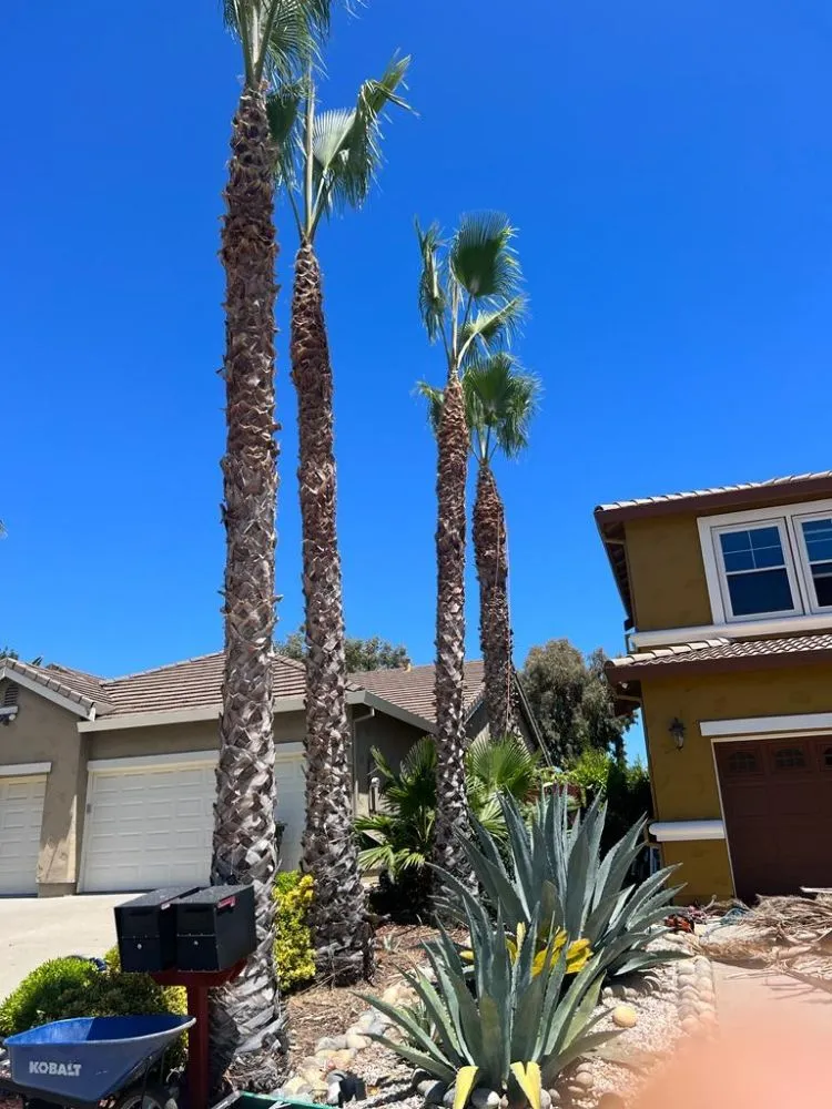 Affordable lawn care service for year-round maintenance across Brentwood, CA - Rodriguez Landscape And Tree Services