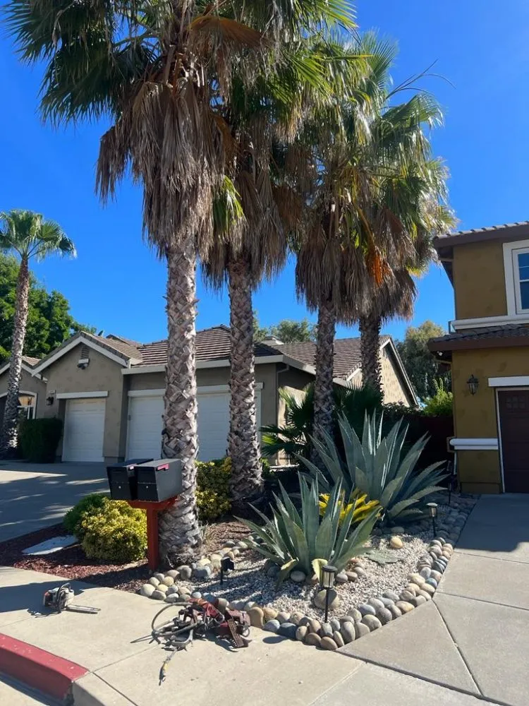 Custom residential landscaping experts serving Brentwood, CA - Rodriguez Landscape And Tree Services