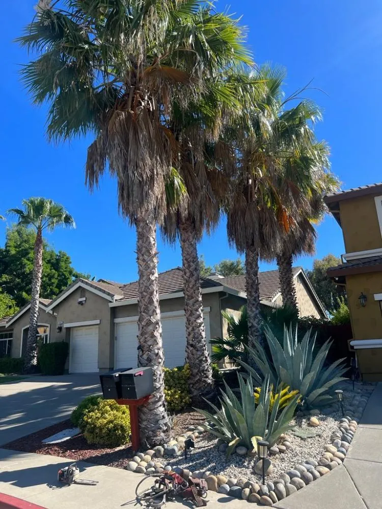 Professional outdoor landscaping in Brentwood, CA by Rodriguez Landscape And Tree Services