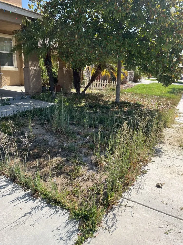 Affordable yard cleanup service in Hemet, CA by Rodriguez Landscape