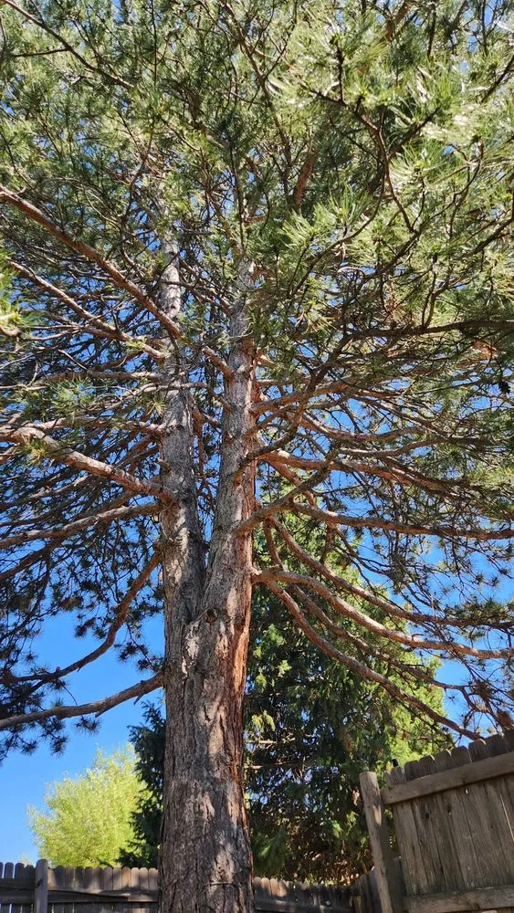 Trusted residential landscaping for beautiful yards across Denver, CO - Rodriguez Landscape, Inc