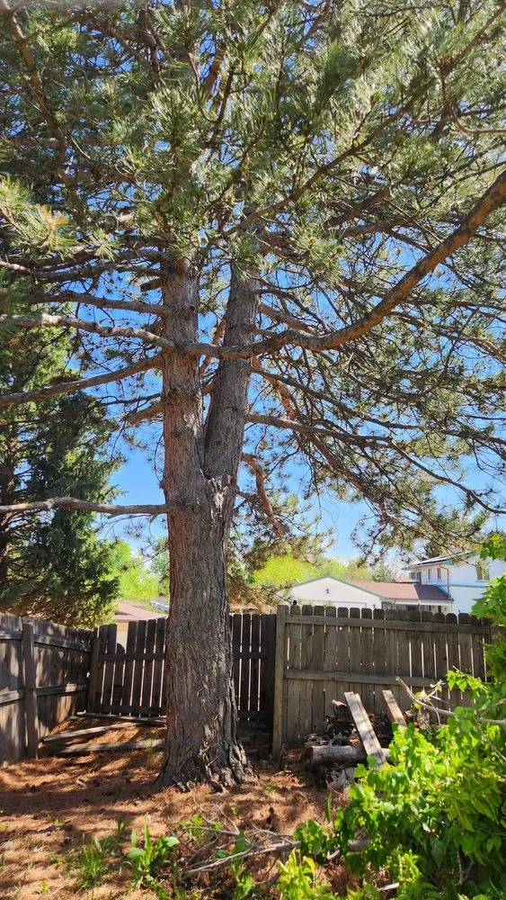 Local lawn mowing service for year-round maintenance in Denver, CO by Rodriguez Landscape, Inc