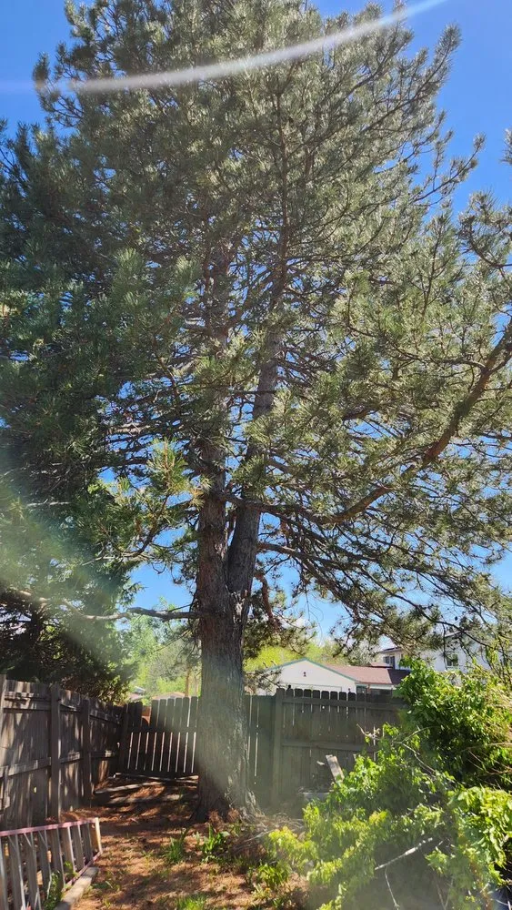 Reliable landscaping services experts serving Denver, CO - Rodriguez Landscape, Inc