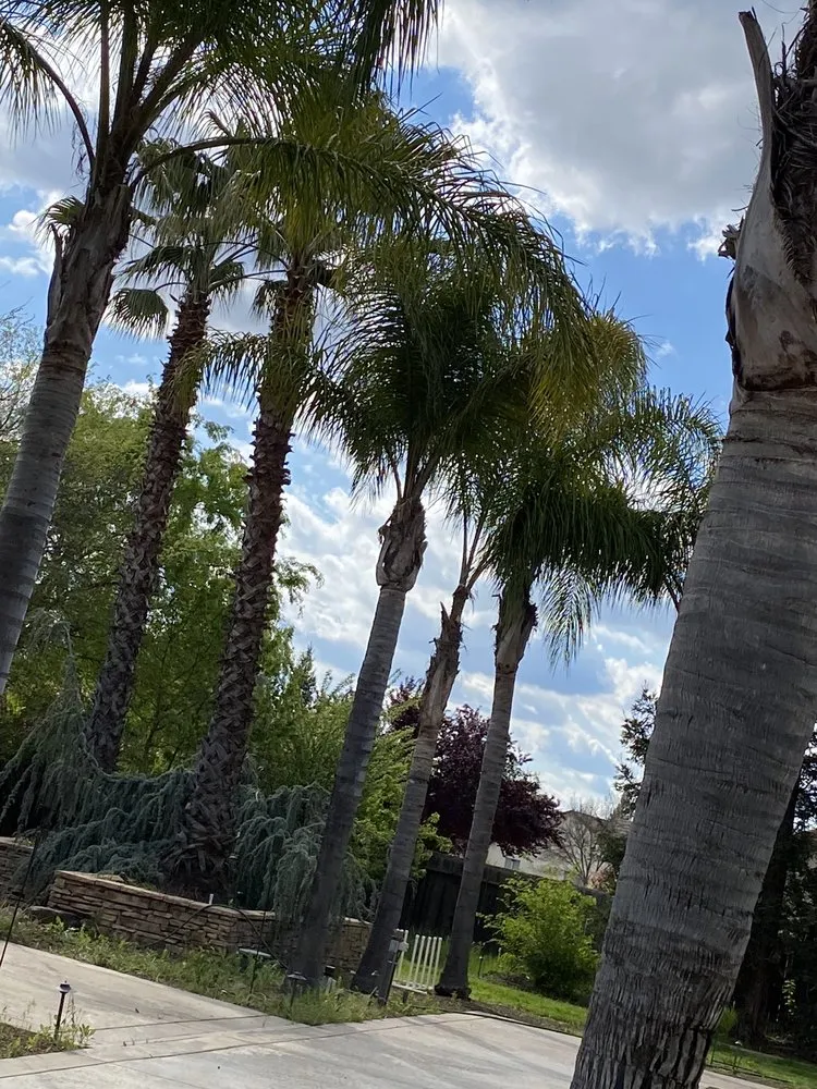 Local landscape installation experts serving Elk Grove, CA - Rodriguez Landscaping & Construction