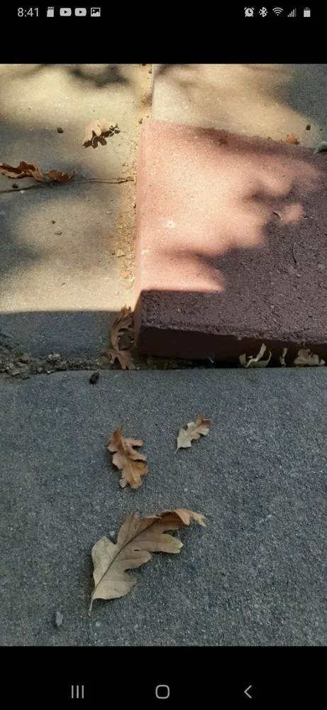 Top-rated yard cleanup service in Elk Grove, CA - Rodriguez Landscaping & Construction