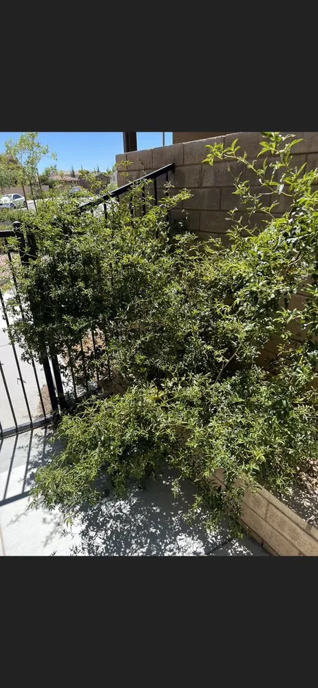 Trusted lawn mowing service in Lancaster, CA - Rodriguez Landscaping & Gardening Services