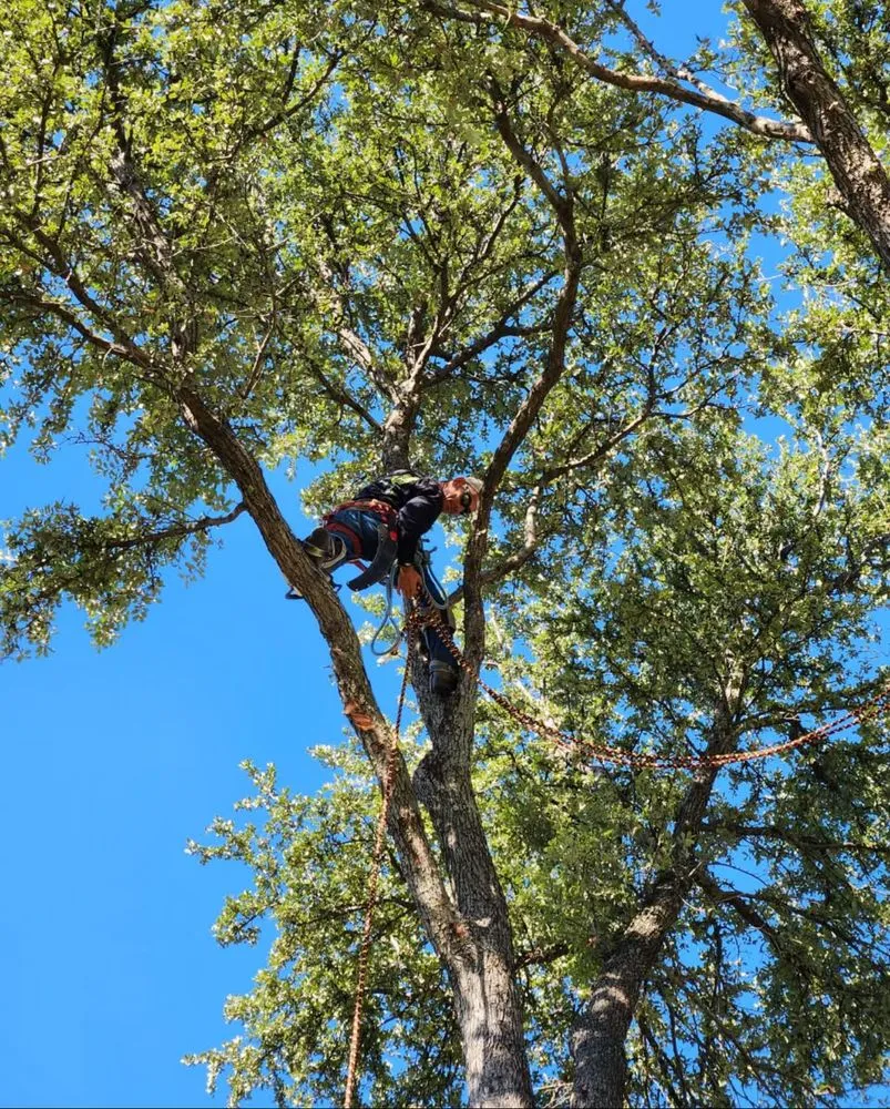 Local lawn care service for homes in Plano, TX by Rodriguez Landscaping & Irrigation