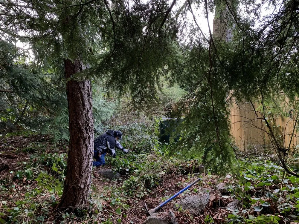 Affordable lawn mowing service in Lynnwood, WA by Rodriguez Landscaping & Maintenance