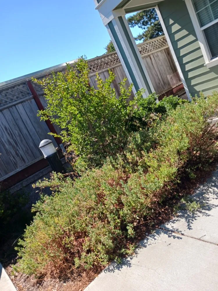 Local yard maintenance with custom design in Santa Rosa, CA by Rodriguez Landscaping and Maintenance