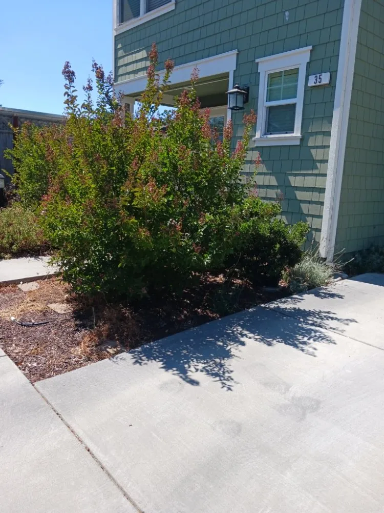 Expert landscaping services in Santa Rosa, CA by Rodriguez Landscaping and Maintenance