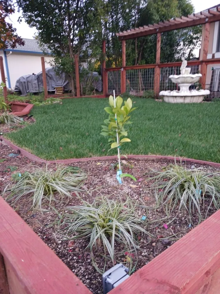 Expert lawn care service in Santa Rosa, CA - Rodriguez Landscaping and Maintenance