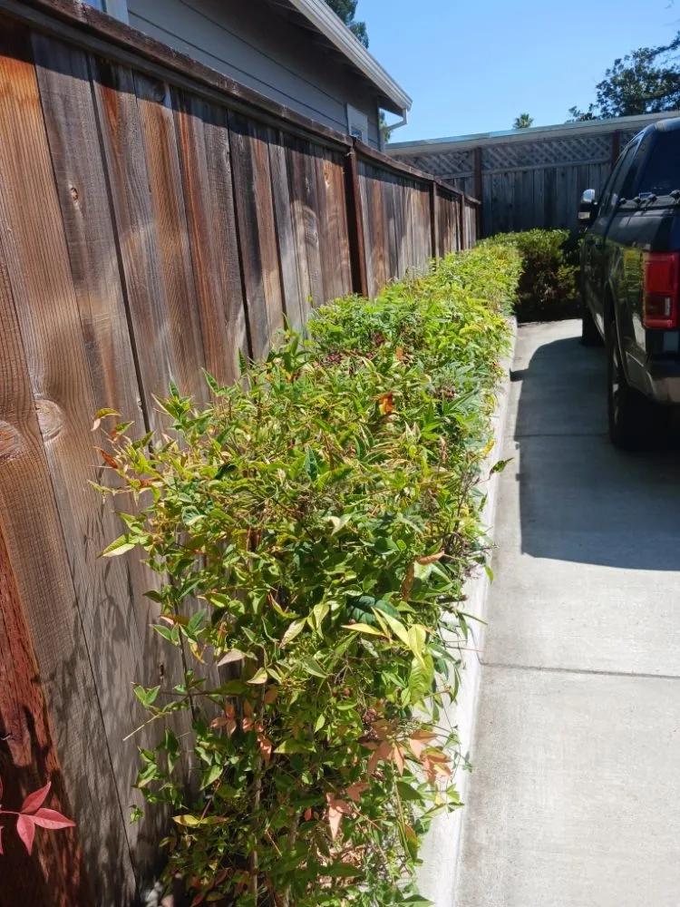 Expert yard maintenance for outdoor upgrades across Santa Rosa, CA - Rodriguez Landscaping and Maintenance