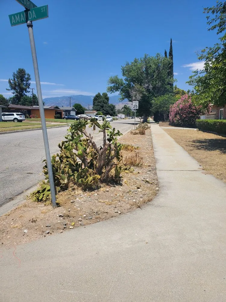 Affordable yard cleanup service for year-round maintenance in Bloomington, CA by Rodriguez Landscaping