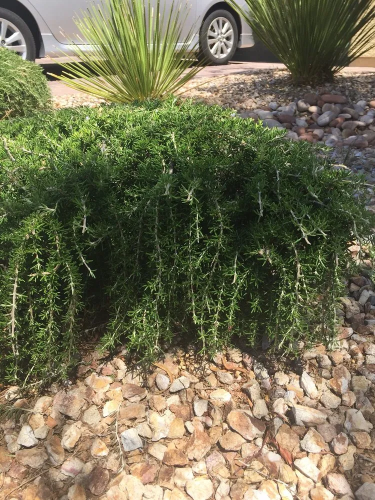 Trusted yard cleanup service for residential properties across North Las Vegas, NV - Rodriguez Landscaping Lawn Service