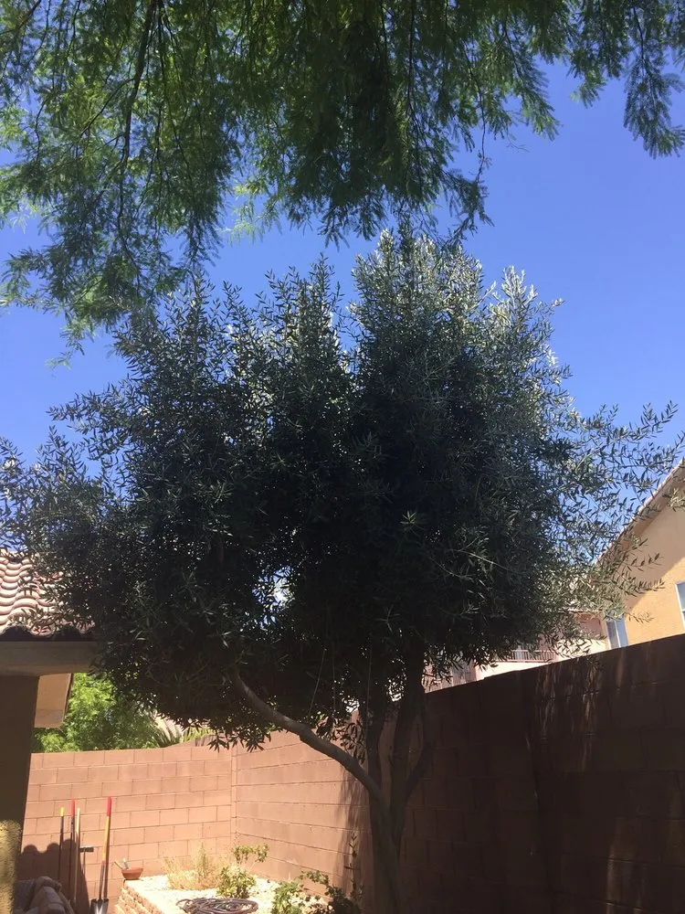 Expert landscape installation for homes in North Las Vegas, NV by Rodriguez Landscaping