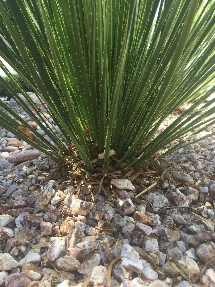 Expert residential landscaping in North Las Vegas, NV by Rodriguez Landscaping