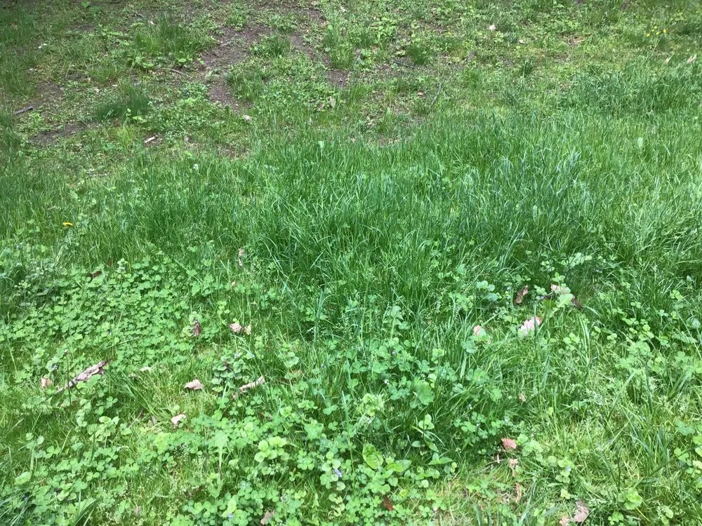 Affordable landscape design in Rock Tavern, NY by Rodriguez Landscaping