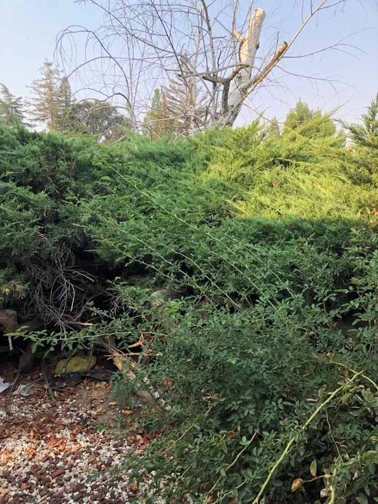 Professional landscape design in Vacaville, CA by Rodriguez Landscaping