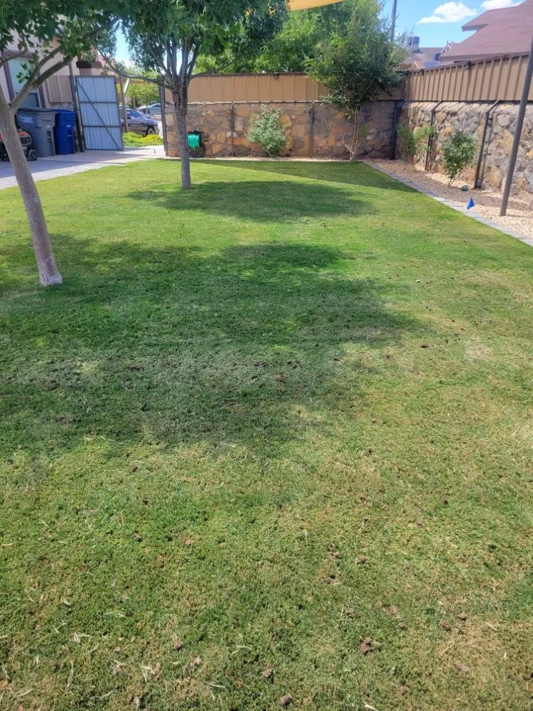 Top-rated outdoor landscaping for year-round maintenance across El Paso, TX - Rodriguez Lawn Aeration