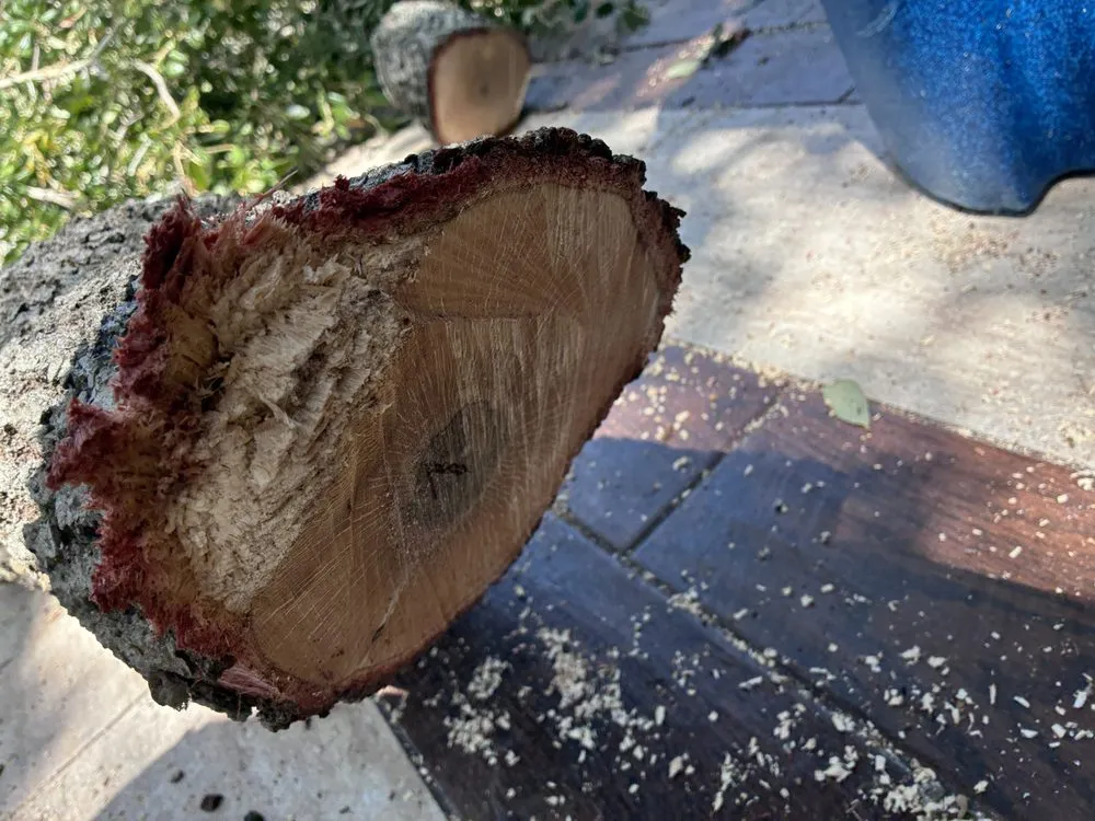 Professional yard cleanup service in Corpus Christi, TX by Rodriguez Lawn Care