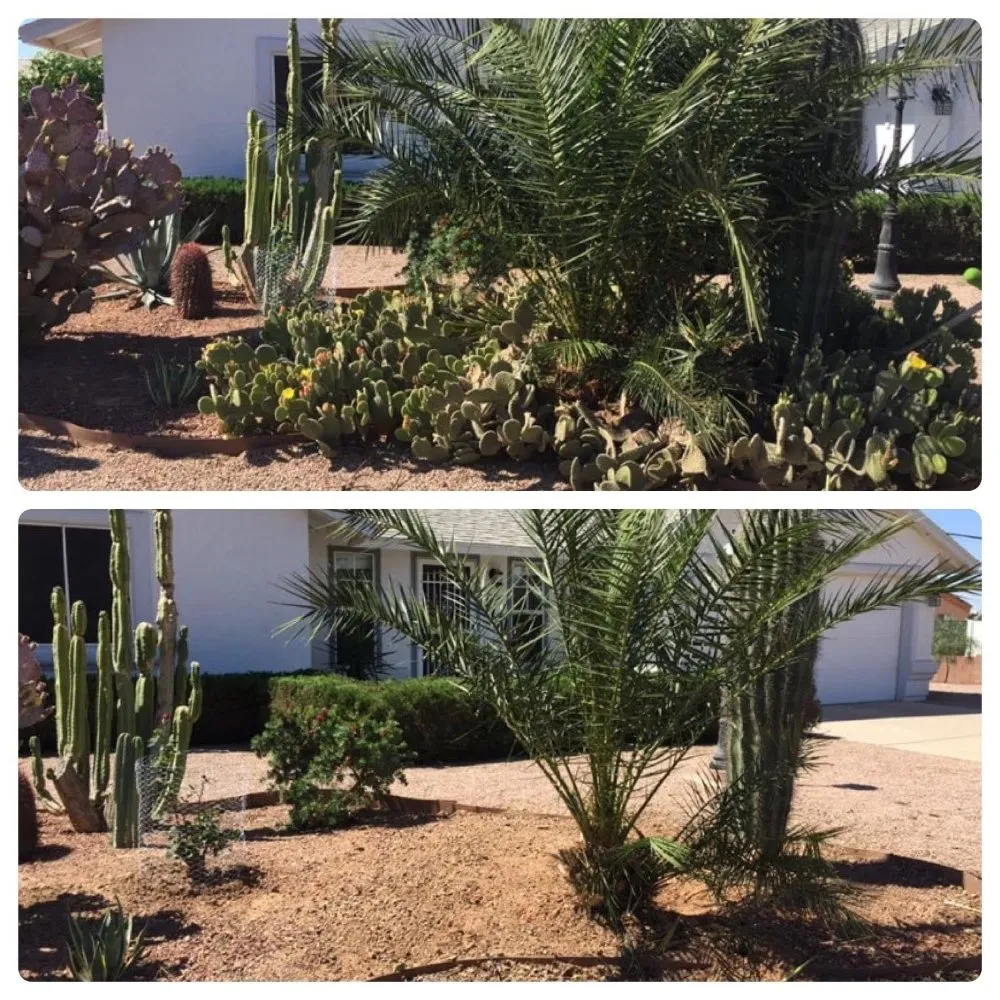 Affordable yard cleanup service for year-round maintenance in Eleven mile, AZ by Rodriguez Lawn Care