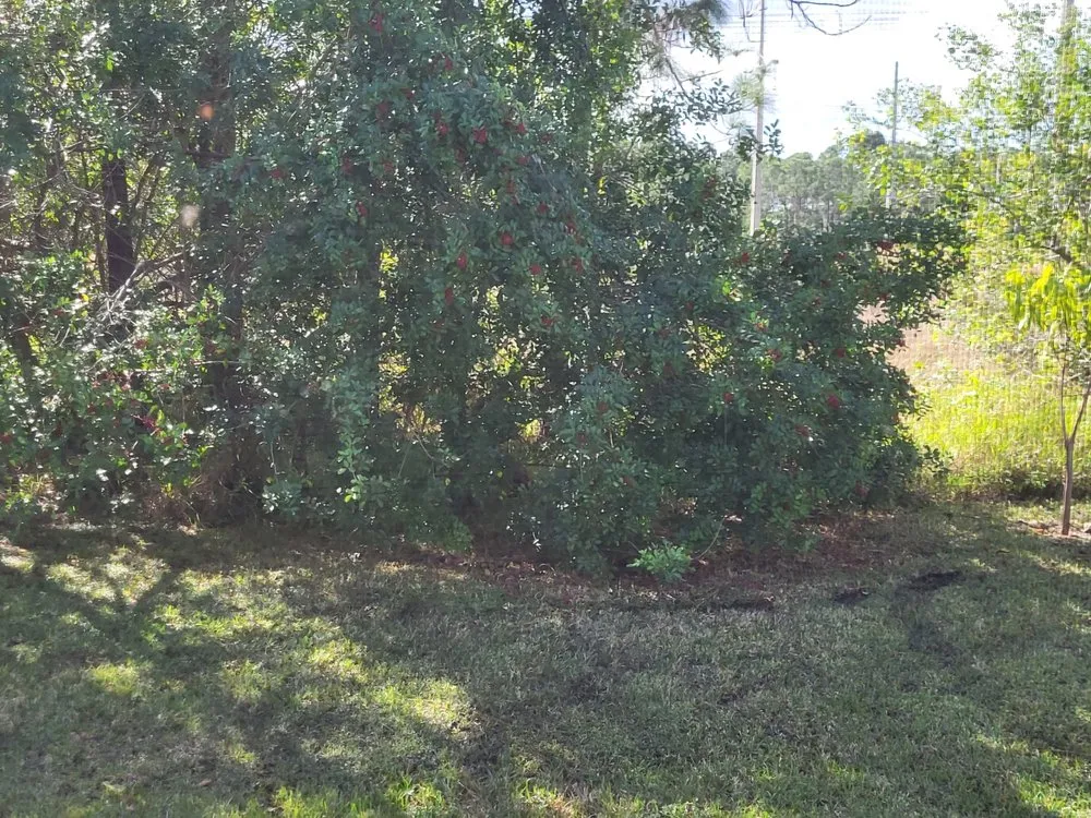 Top-rated landscape design near you in Fort Pierce, FL by Rodriguez Lawn Service