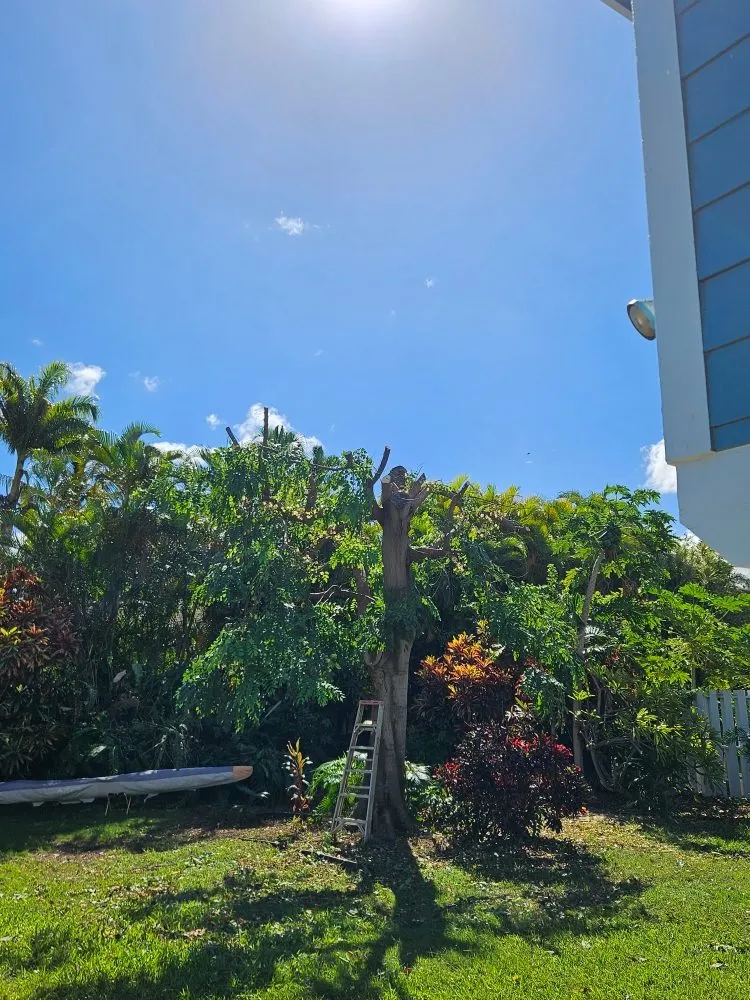 Expert yard cleanup service in Kihei, HI - Rodriguez Services