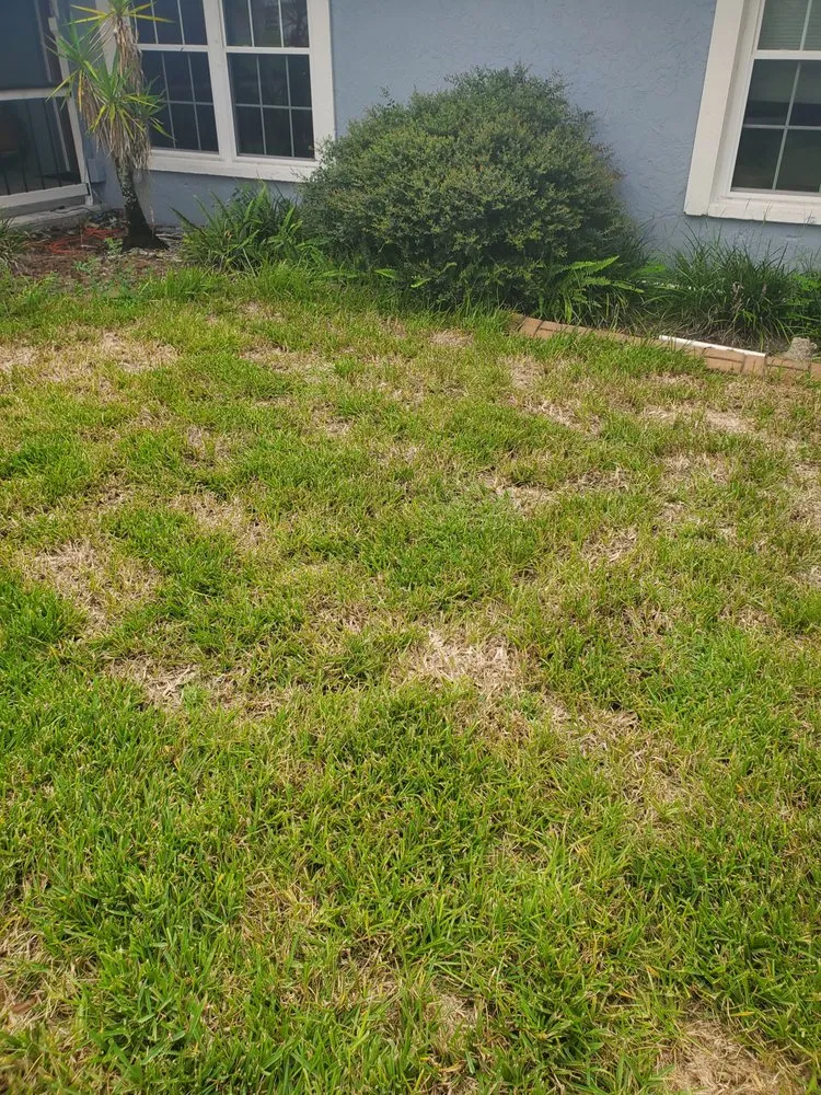 Local residential landscaping experts serving Tampa, FL - Rodriguez Sod