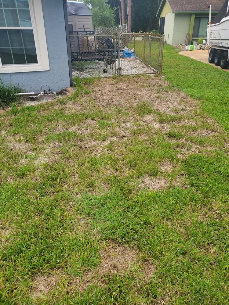 Trusted landscaping services experts serving Tampa, FL - Rodriguez Sod