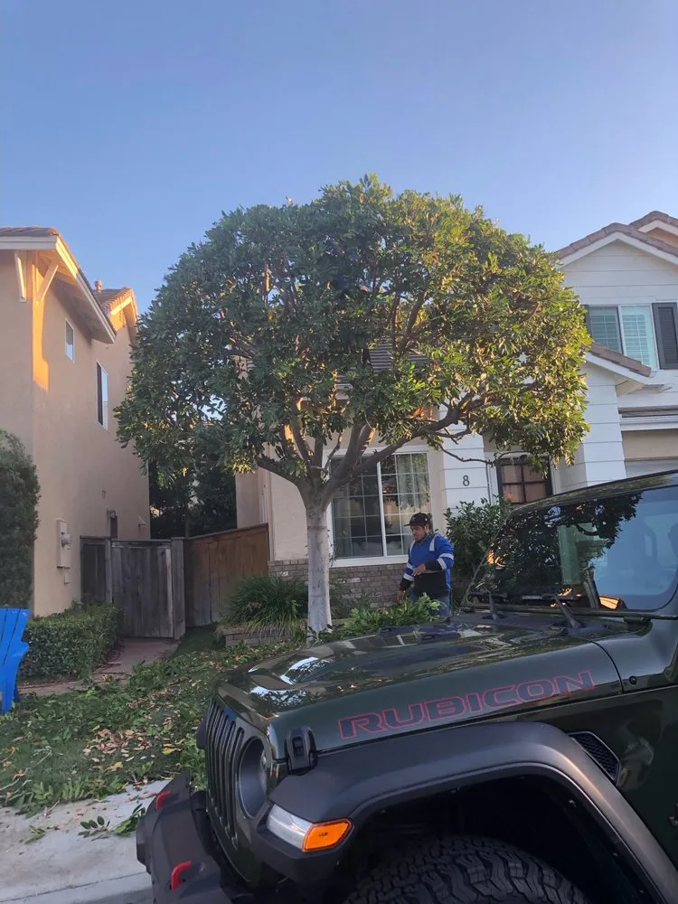 Professional landscape installation near you across Mission Viejo, CA - Rodriguez Tree Service