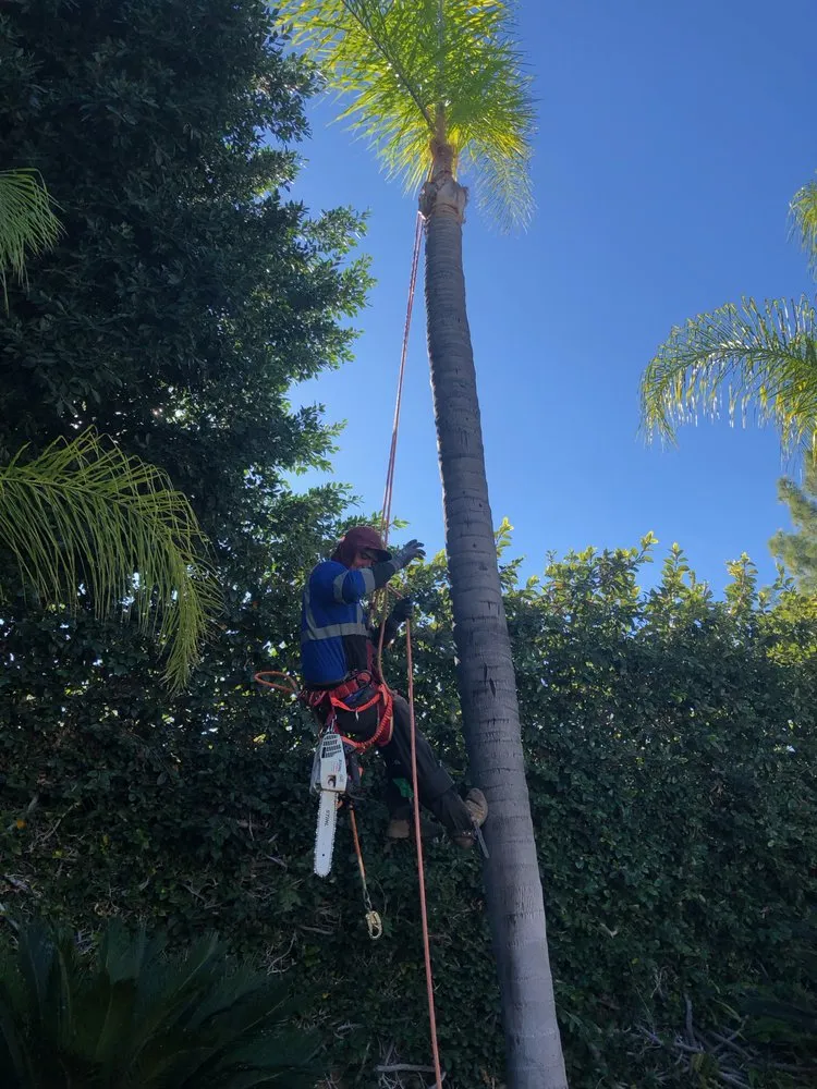 Affordable garden landscaping for year-round maintenance across Mission Viejo, CA - Rodriguez Tree Service