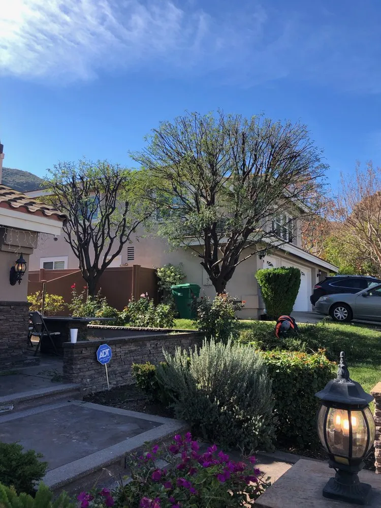 Affordable yard cleanup service for year-round maintenance in Mission Viejo, CA by Rodriguez Tree Service