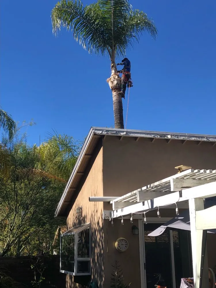 Affordable yard maintenance in Mission Viejo, CA - Rodriguez Tree Service