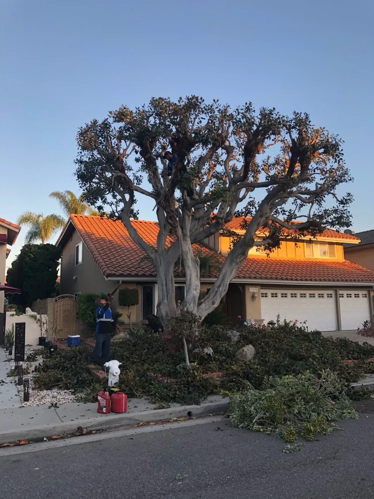 Reliable residential landscaping in Mission Viejo, CA by Rodriguez Tree Service