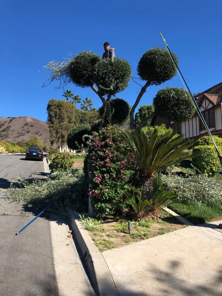 Top-rated landscape installation for outdoor upgrades in Mission Viejo, CA by Rodriguez Tree Service