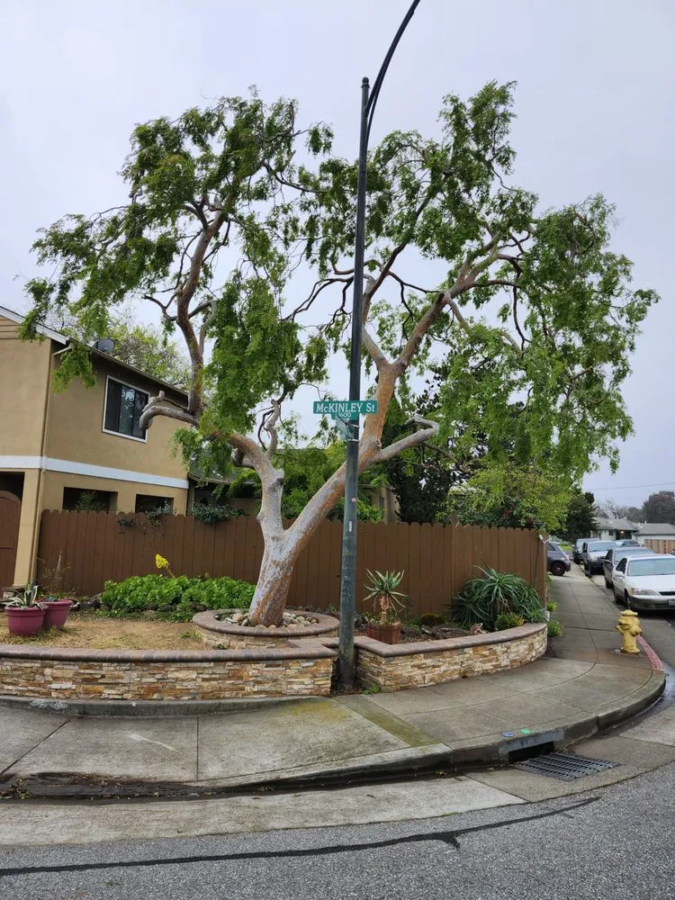 Top-rated residential landscaping in San Carlos, CA - Rodriguez Tree Service